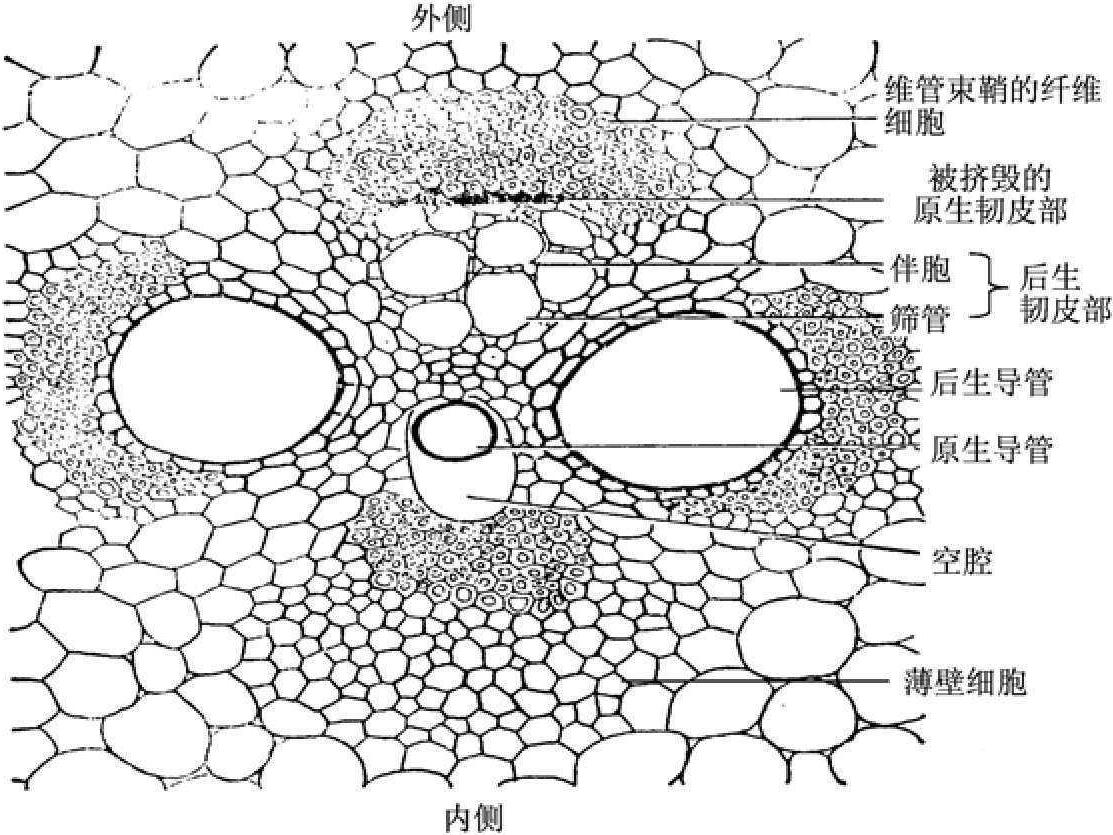 四、禾本科植物茎秆的显微构造与细胞种类